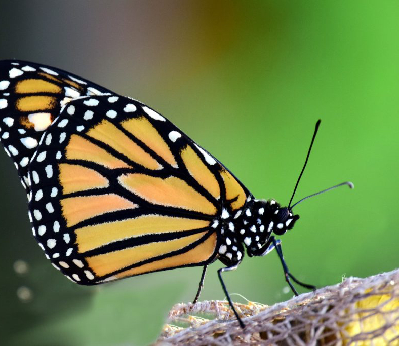 Industry Partners Work to Protect Pollinators