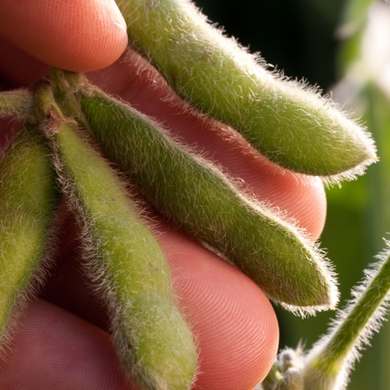New Study: Soy Farmers Committed to Conservation