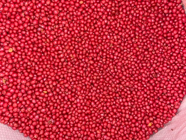 Why are Soybean Seeds Pink?