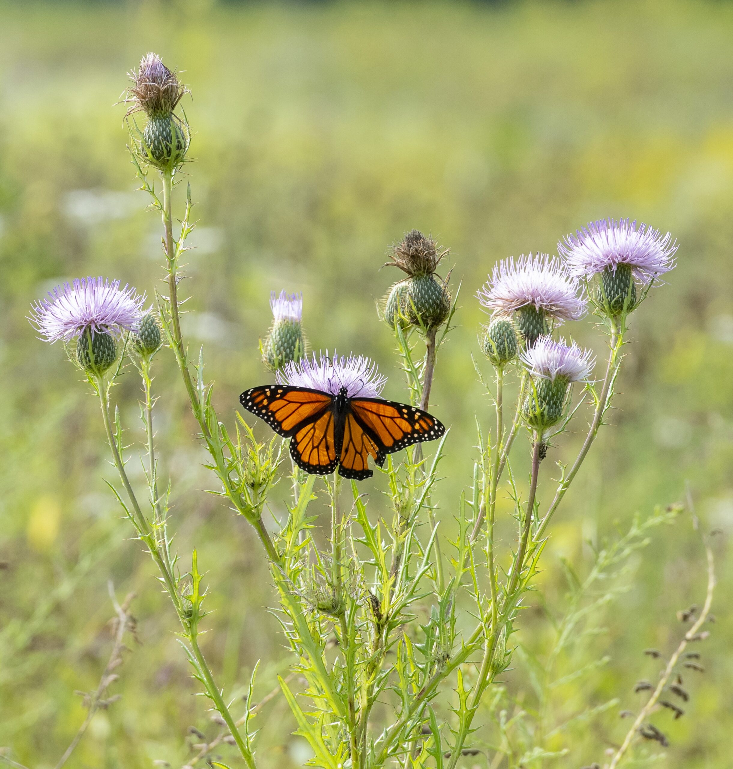 Beans & Butterflies: Farmers Support Efforts to Protect the Monarch’s Reign